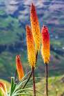 Ethiopia. Amhara. North Gondar. Red hot poker flowers in the Ethiopian highlands. Art Print